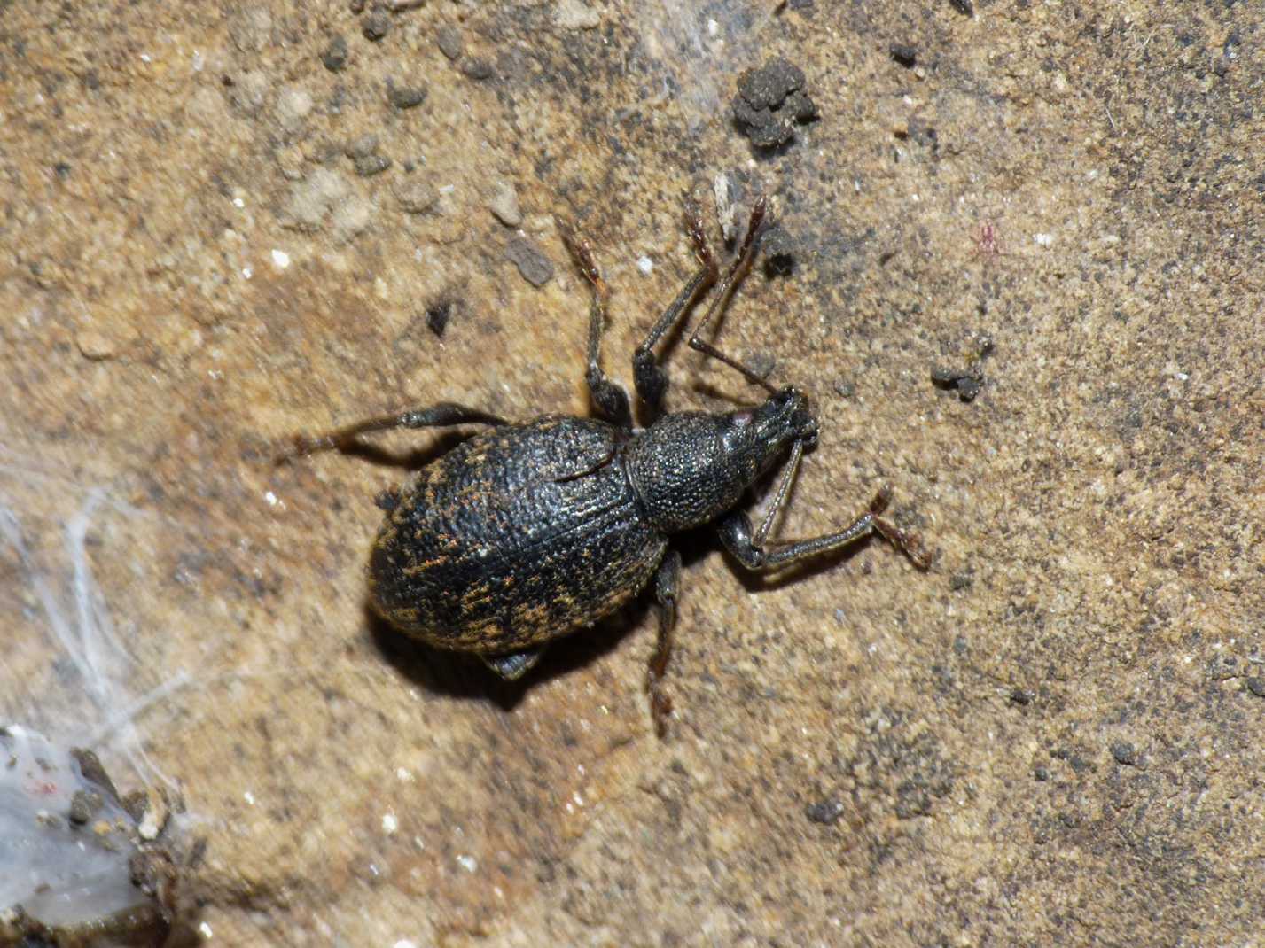 Curculionidae Otiorhynchus ?